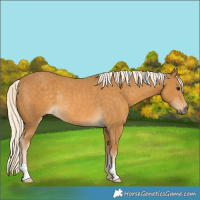 Horse Color:Palomino Rabicano