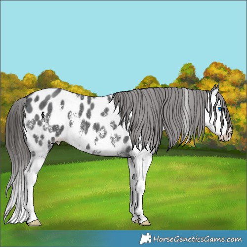 Horse Color:Black Sabino Splash Appaloosa