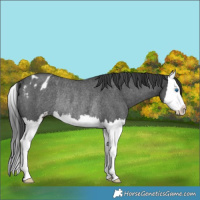 Horse Color:Blue Roan Sabino Splash Appaloosa Rabicano
