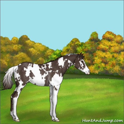 Horse Color:White Spotted Liver Chestnut Sabino Rabicano 
