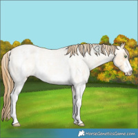 Horse Color:Amber Cream Champagne Roan Sabino Varnish Rabicano 