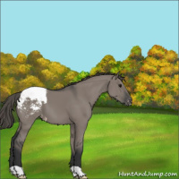 Horse Color:Grullo Appaloosa 