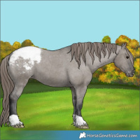 Horse Color:Grullo Appaloosa 