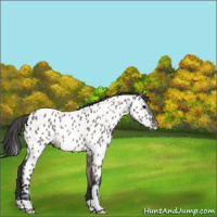 Horse Color:Grullo Appaloosa 