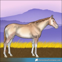 Horse Color:Gold Champagne Onyx