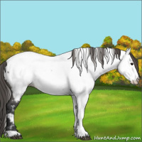 Horse Color:Grullo Appaloosa 