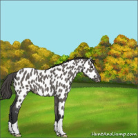 Horse Color:Grullo Appaloosa 