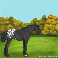Horse Color:Black Appaloosa 
