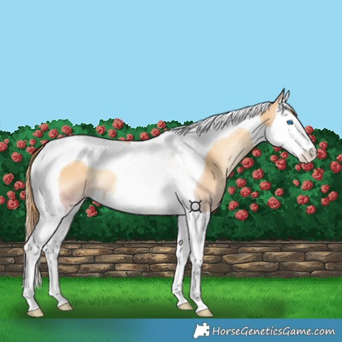Horse Color:Gold Champagne Onyx Splash Tobiano 