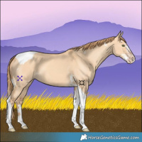 Horse Color:Gold Champagne Dun Splash Tobiano 