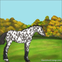 Horse Color:Grullo Near Leopard 