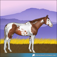 Horse Color:Chestnut Splash Tobiano 