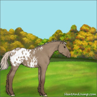 Horse Color:Silver Grullo Appaloosa 