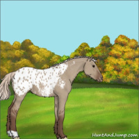 Horse Color:Silver Grullo Appaloosa 
