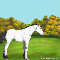 Horse Color:Grullo Roan Appaloosa