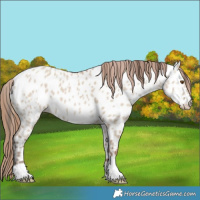 Horse Color:Classic Champagne Dun Appaloosa 