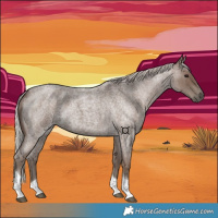 Horse Color:Silver Blue Roan Tobiano 
