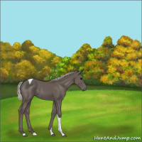 Horse Color:Silver Black Tobiano 