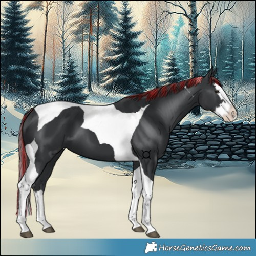 Horse Color:Painted Black Splash Tobiano 