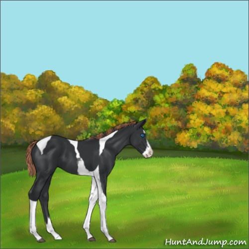 Horse Color:Painted Black Splash Tobiano 