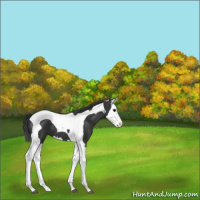 Horse Color:Black Splash Tobiano 