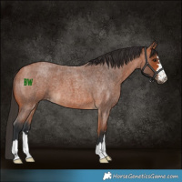 Horse Color:Bay Roan 
