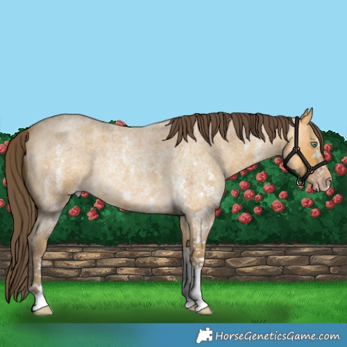 Horse Color:Amber Cream Champagne Roan Sabino Rabicano
