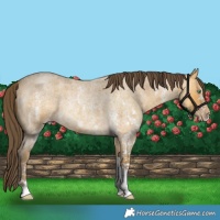 Horse Color:Amber Cream Champagne Roan Sabino Rabicano