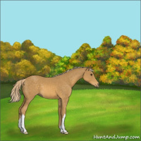Horse Color:Palomino 