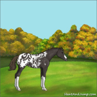 Horse Color:Smoky Black Appaloosa 