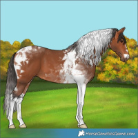 Horse Color:Bay Tobiano 