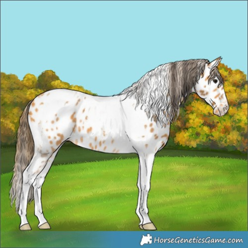 Horse Color:Buckskin Tobiano Appaloosa