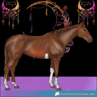 Horse Color:Chestnut Tobiano 
