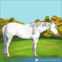 Horse Color:White Spotted Grullo Sabino Frame