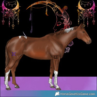 Horse Color:Chestnut Tobiano