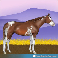 Horse Color:Chestnut Splash Tobiano 