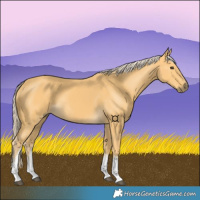 Horse Color:Palomino Tobiano 