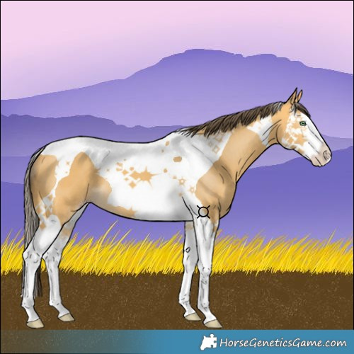 Horse Color:Amber Cream Champagne Splash Tobiano 