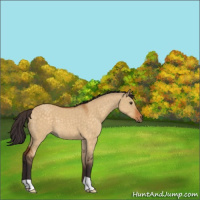 Horse Color:Buckskin Dun 