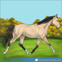Horse Color:Buckskin 