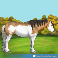 Horse Color:Buckskin Splash Frame 