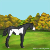 Horse Color:Black Frame 