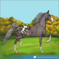 Horse Color:Liver Chestnut Mushroom Appaloosa 