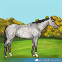 Horse Color:Bay Ice Roan Dun Rabicano 