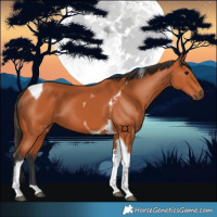 Horse Color:Bay Tobiano 