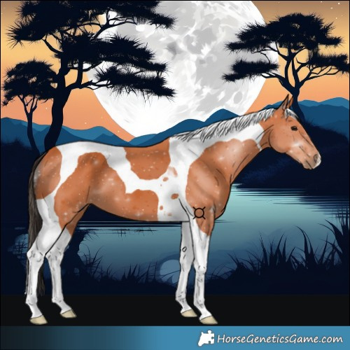 Horse Color:Bay Tobiano 