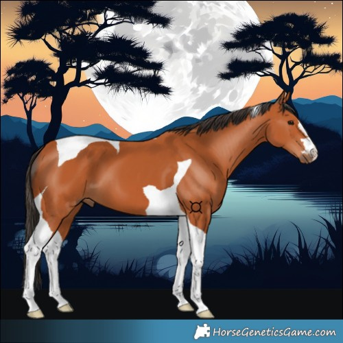 Horse Color:Bay Tobiano 