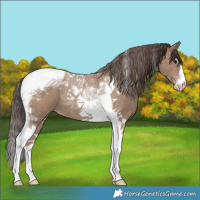 Horse Color:Classic Champagne Tobiano 