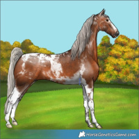 Horse Color:Gray Silver Bay Tobiano 