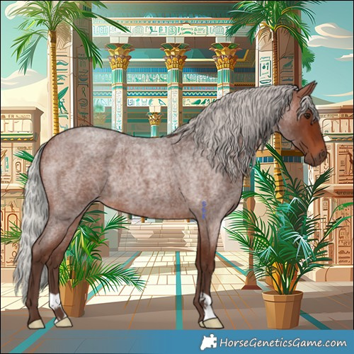 Horse Color:Silver Brown Roan 